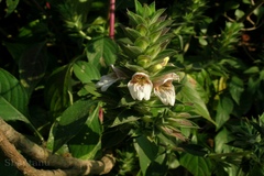 Lepidagathis cuspidata